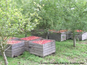 Les pallox en bois servent à stocker les pommes, ainsi elles ne s'abiment pas et continue de mûrir si nécessaire