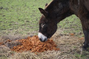 Cadichon aime le marc de pomme