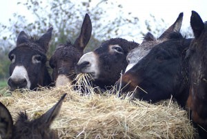 les ânes sont au foin l'hiver