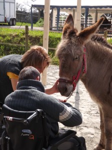 Médiation animale à Saint Fiacre, les ânes de Min Guen