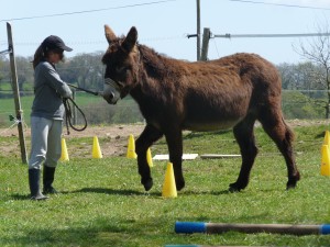 Initi'ane et stages âniers pour enfant à la ferme pédagogique de Min Guen à Saint Fiacre