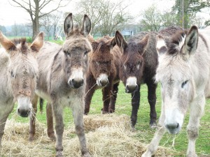 Pamela, Amandine, Melissa, Olympe, Bella