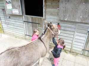 Les enfants toilettent les Ânes à la ferme de Min Guen