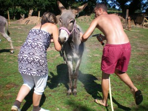 Sylvie et Jacky aux petits soins des ânes de Min Guen