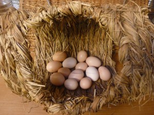 Des ouefs chez les Ânes de Min Guen