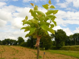 Greffe réussie sur une variété Pomme de Sucre